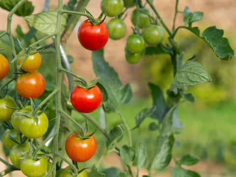 Cure Picky Eating with a Vegetable Garden image